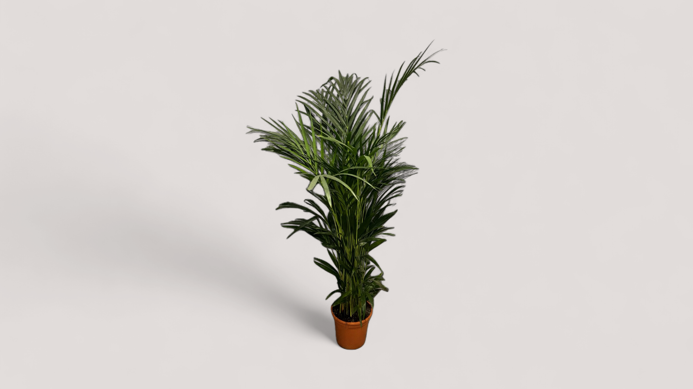 Palmier Areca Dypsis