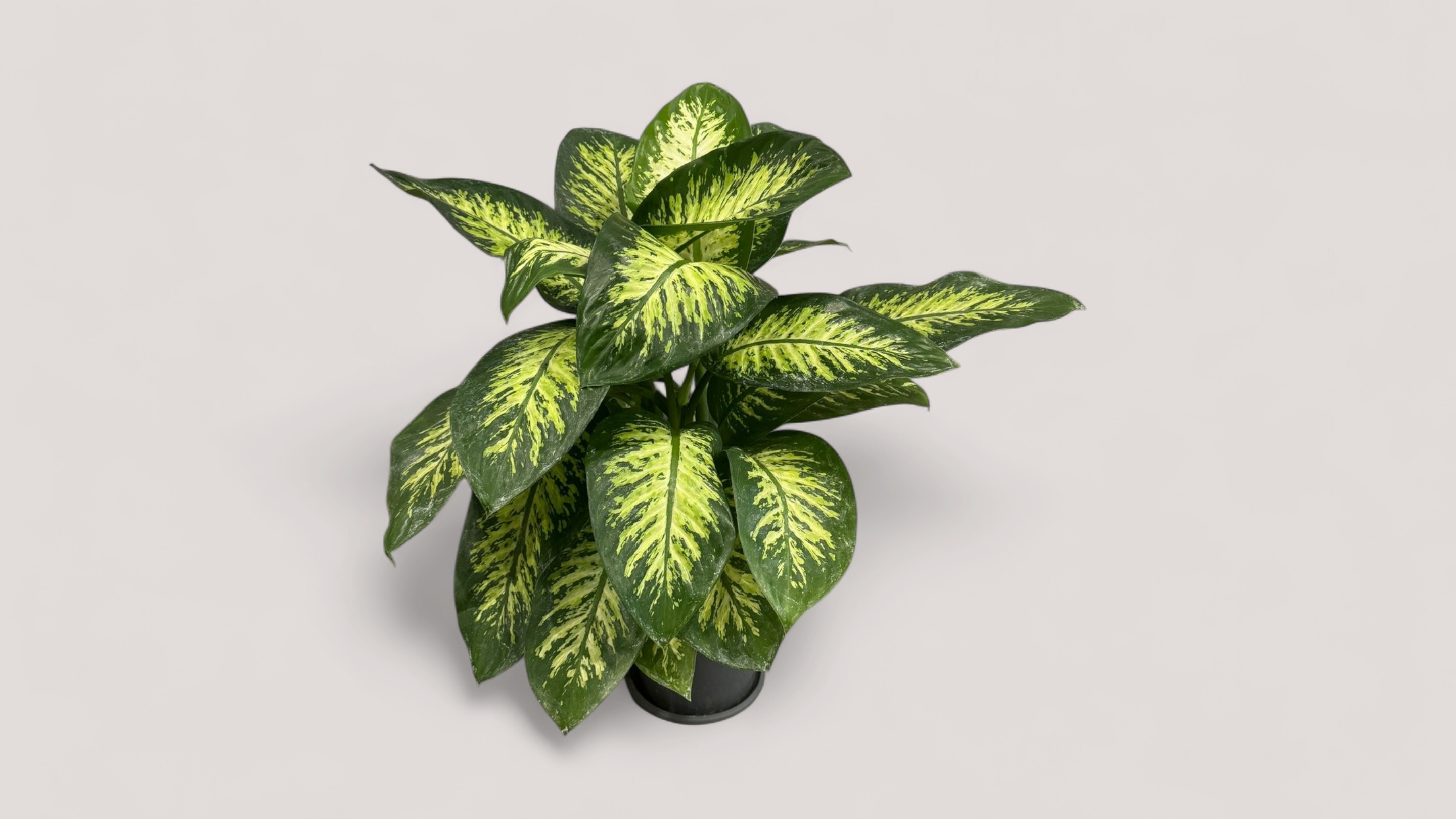 Dieffenbachia seguine