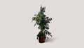 Ficus Benjamina- 130 cm