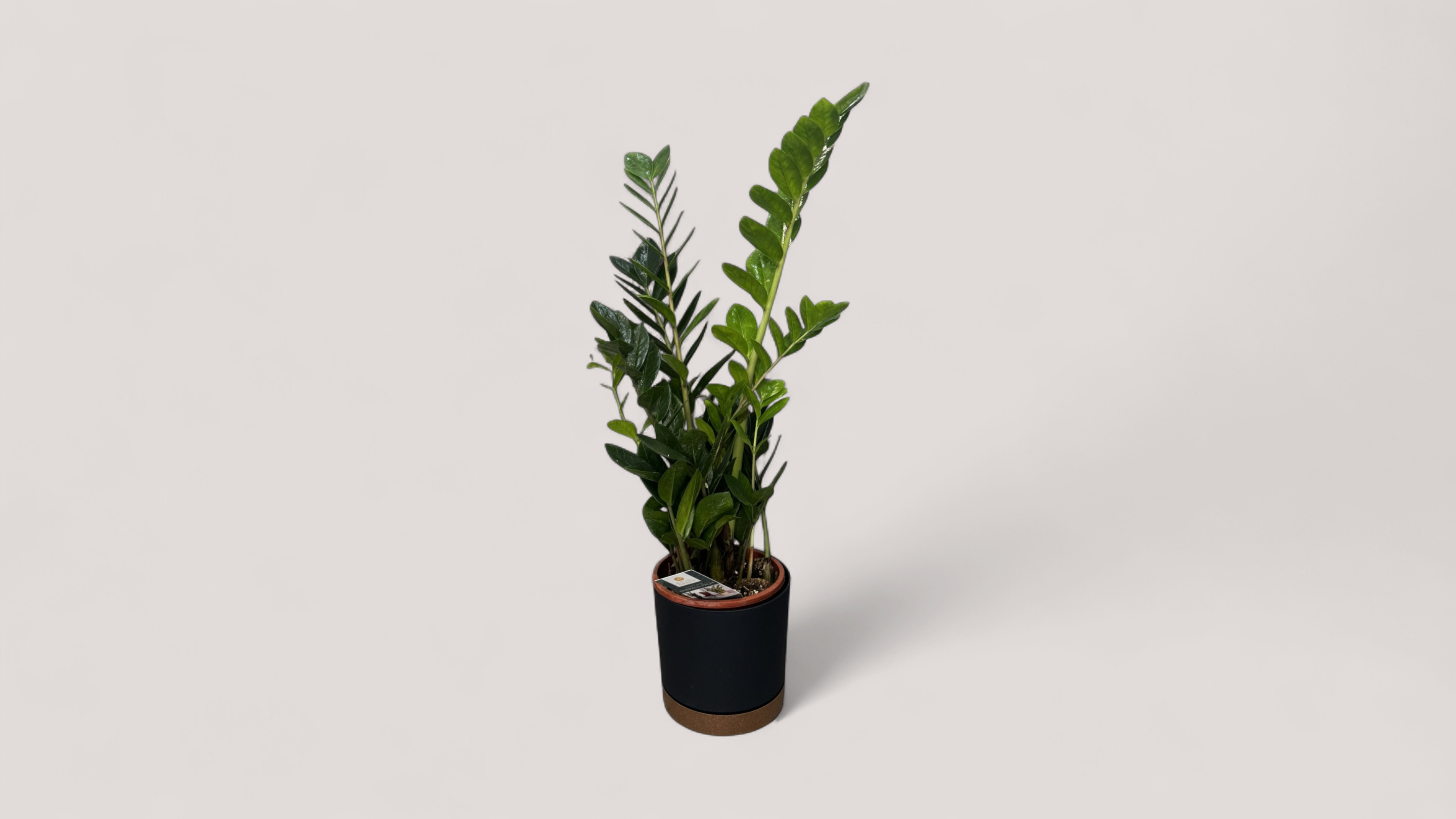 Zamioculcas- 75 cm