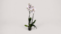 Orhidee Phalaenopsis- 70 cm