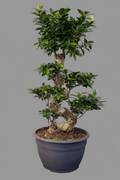 Ficus Bonsai