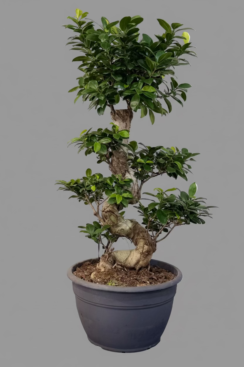 Ficus Bonsai